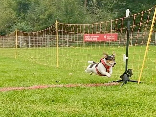 Hunderennen 2025