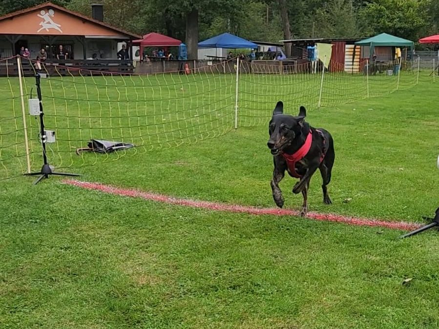 Hunderennen 2025