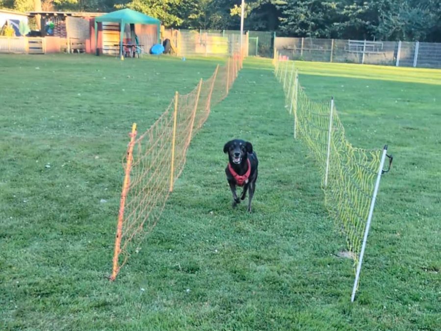 Hunderennen 2026