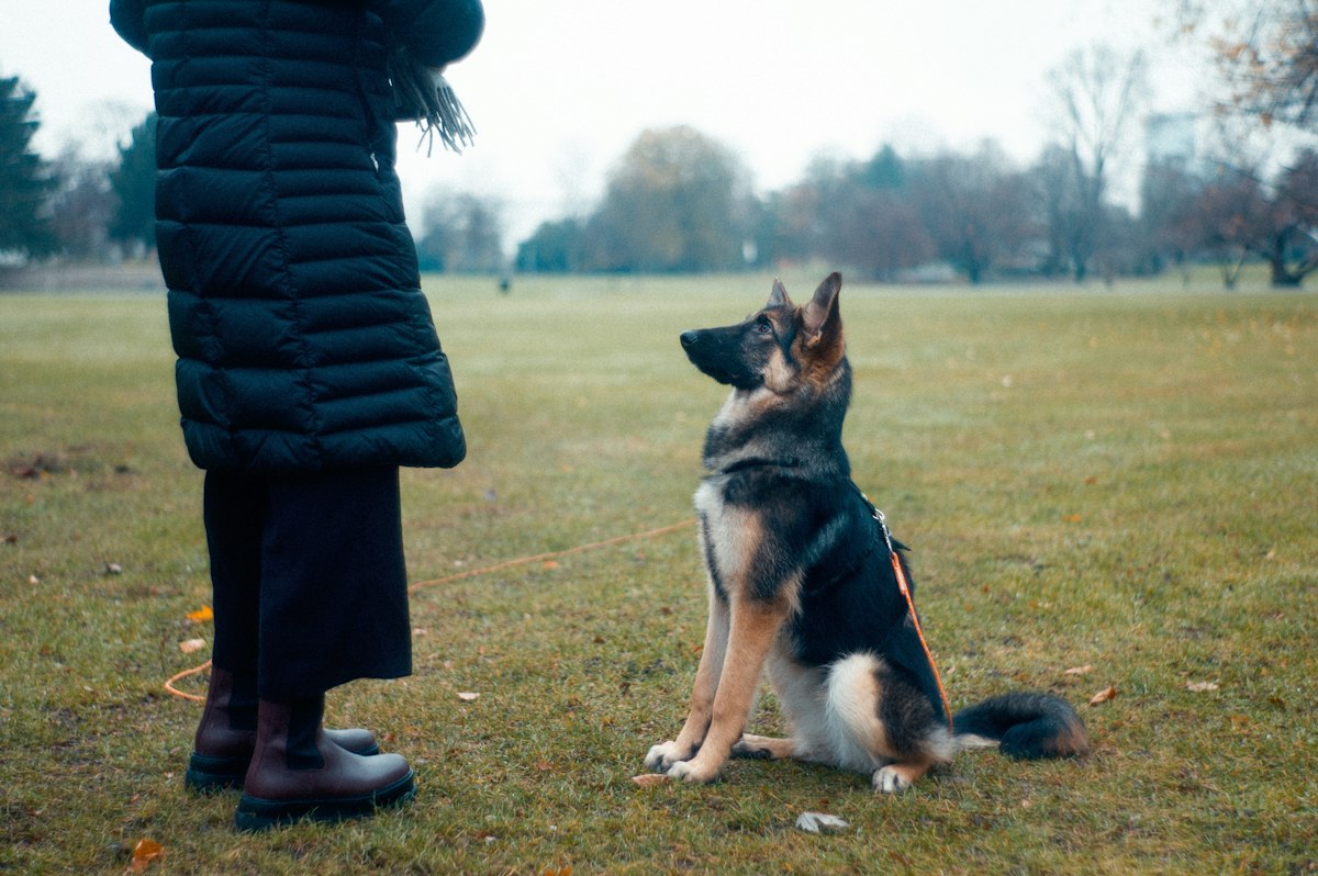 Schäferhund sitzt aufmerksam neben seiner Halterin auf einer Wiese